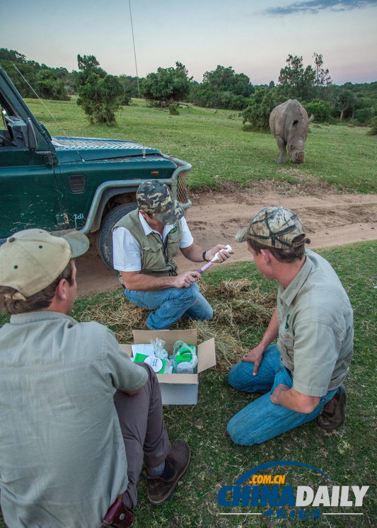 南非犀牛被截角 身中致命麻醉劑大難不死（組圖）