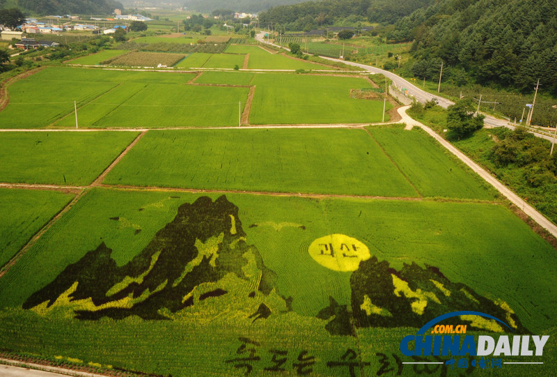 韓國水稻田繪出與日爭議島嶼獨(dú)島捍衛(wèi)主權(quán)（組圖）