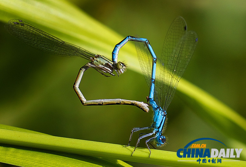 七夕動(dòng)物秀恩愛(ài) 跨越物種情亦堅(jiān)（高清組圖）