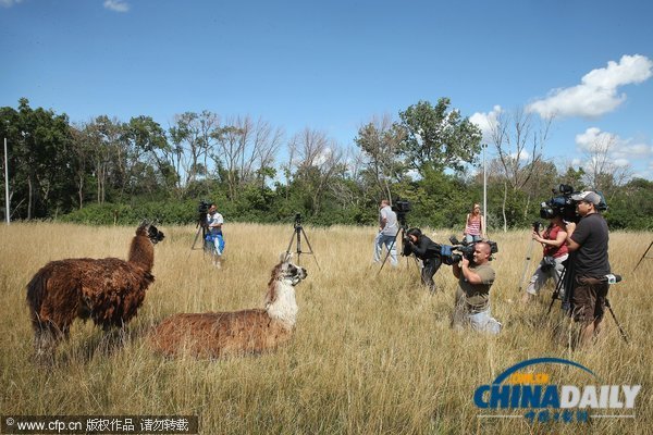 芝加哥機場引進數十只山羊等動物應對百畝過密灌叢植