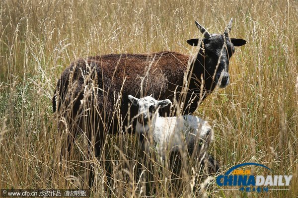 芝加哥機場引進數十只山羊等動物應對百畝過密灌叢植