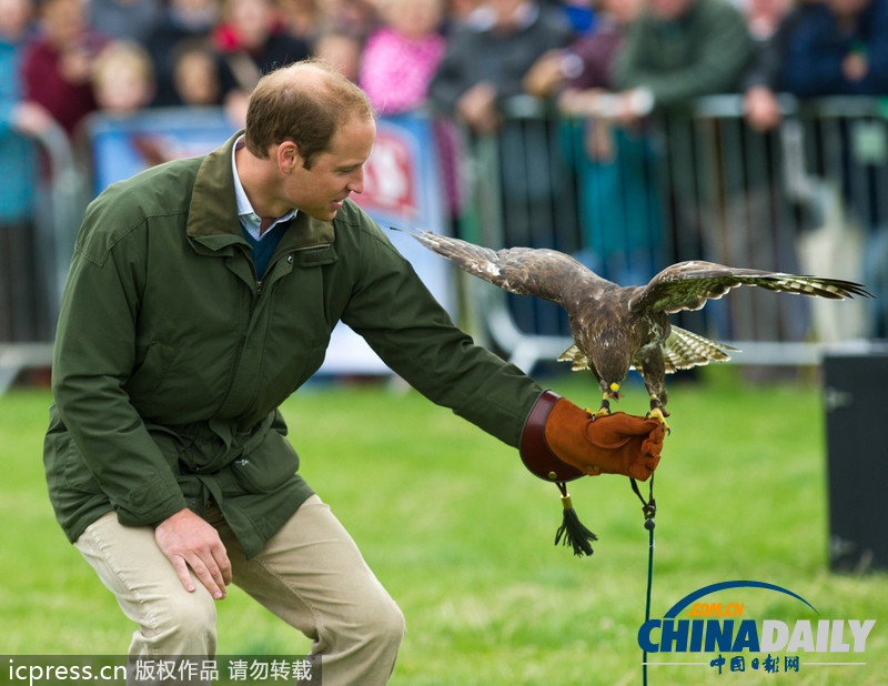 威廉王子農展會上客串訓鷹師 小心翼翼（組圖）