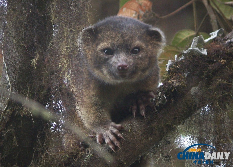 美國科學(xué)家發(fā)現(xiàn)半貓半熊新物種小型犬浣熊（高清組圖）