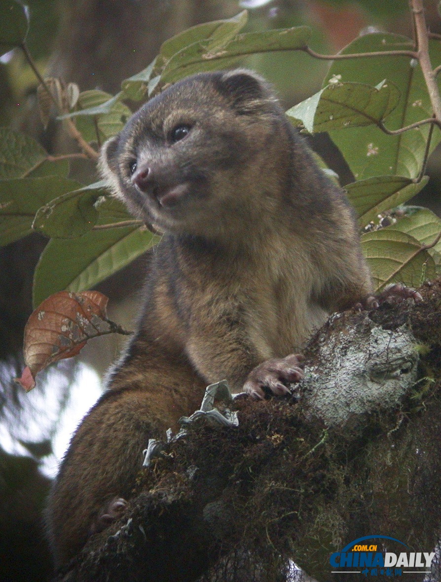 美國科學家發現半貓半熊新物種小型犬浣熊（高清組圖）