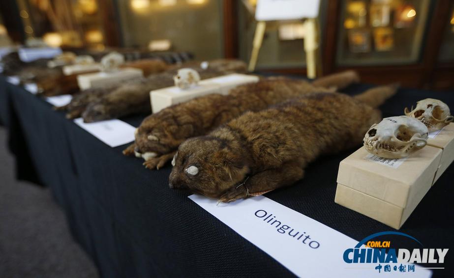 美國科學家發現半貓半熊新物種小型犬浣熊（高清組圖）