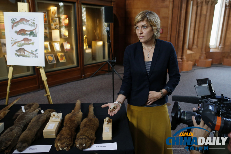 美國科學家發現半貓半熊新物種小型犬浣熊（高清組圖）