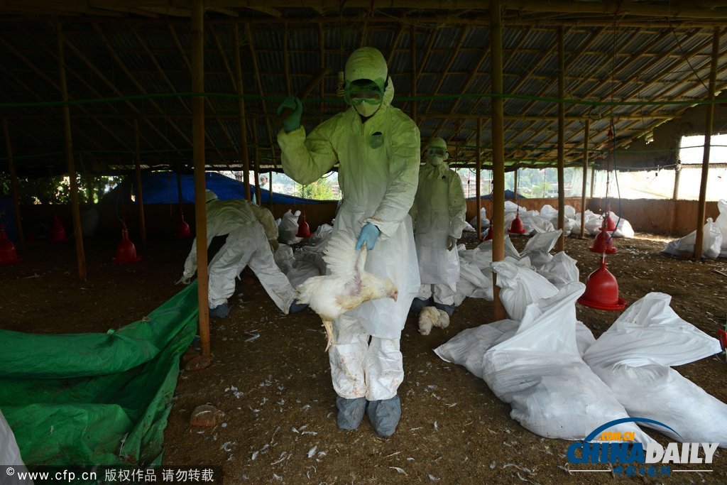 為防禽流感蔓延 尼泊爾捕殺禽類50萬只（高清組圖）