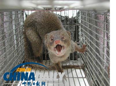 日媒:沖繩美軍基地周邊獴體內積聚高濃度致癌物質