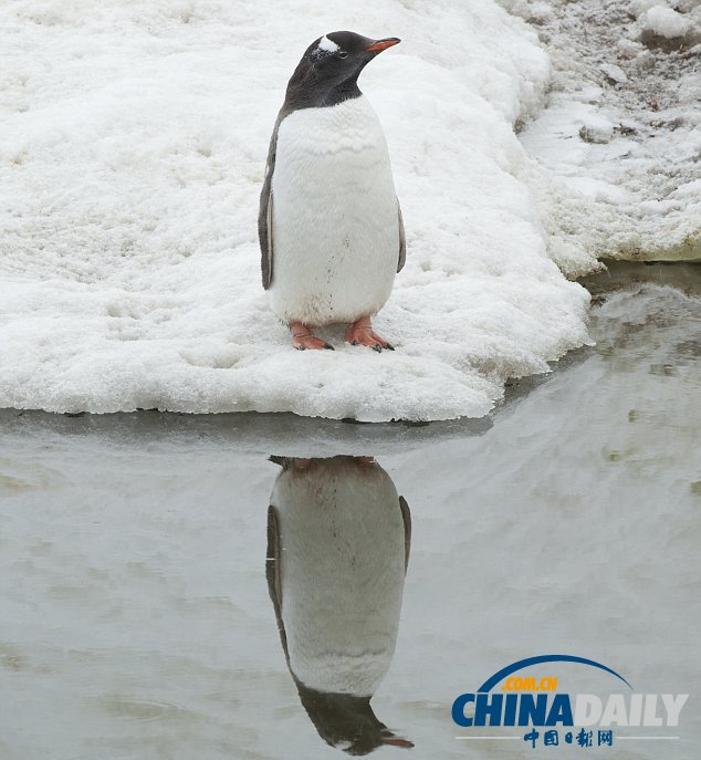 南極企鵝“照鏡子”10分鐘 陶醉于倒影很自戀（組圖）