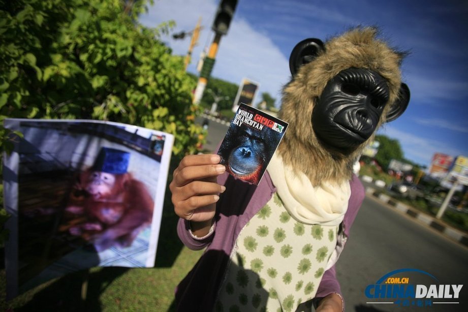 印尼動物保護主義者街頭“變身” 抗議將猩猩當寵物（組圖）
