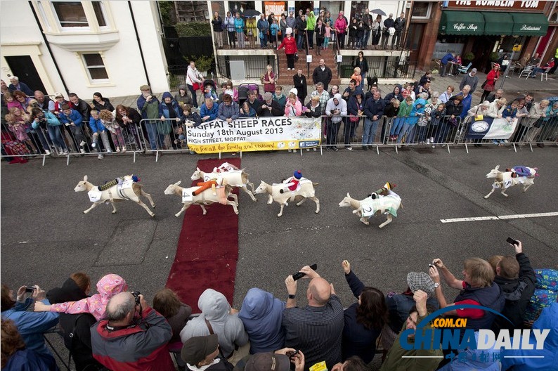 英國綿羊賽跑大賽 趣味十足別開生面（組圖）