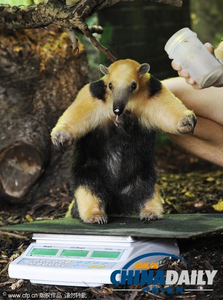 倫敦動物園年度大體檢啟動 各萌主乖乖“入甕”(組圖)