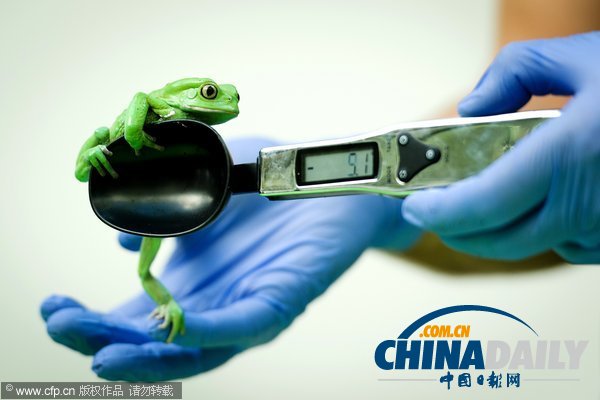 倫敦動(dòng)物園年度大體檢啟動(dòng) 各萌主乖乖“入甕”（組圖）