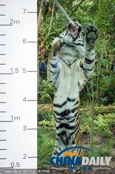 倫敦動物園年度大體檢啟動 各萌主乖乖“入甕”（組圖）