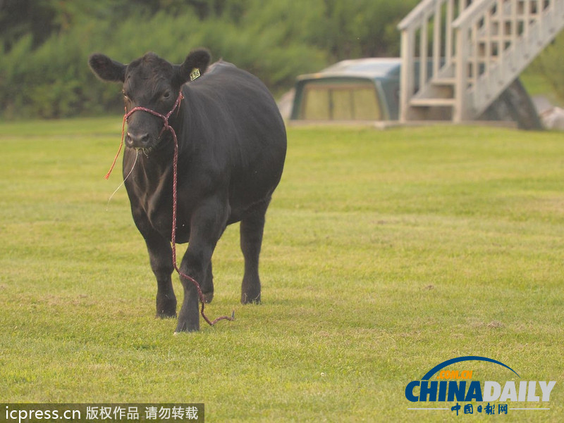 美國農(nóng)場秀公牛脫韁逃跑撞倒一名男子