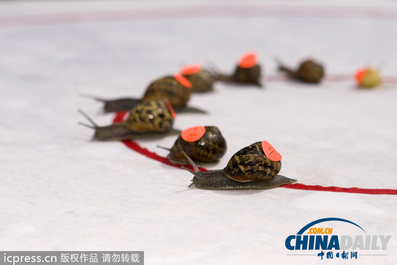 看全球奇葩動(dòng)物競賽 妙趣橫生令人捧腹