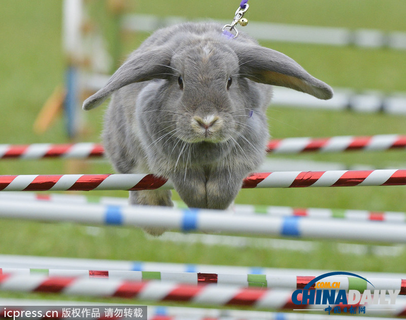 看全球奇葩動物競賽 妙趣橫生令人捧腹