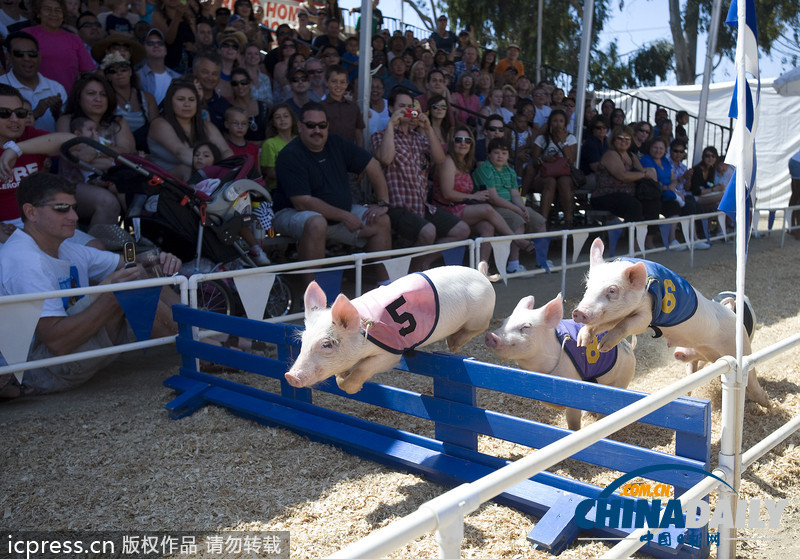 看全球奇葩動物競賽 妙趣橫生令人捧腹