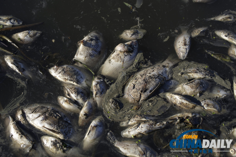 巴西奧林匹克公園附近發現10噸死魚 疑水污染所致（組圖）