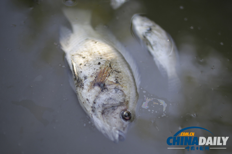 巴西奧林匹克公園附近發現10噸死魚 疑水污染所致（組圖）