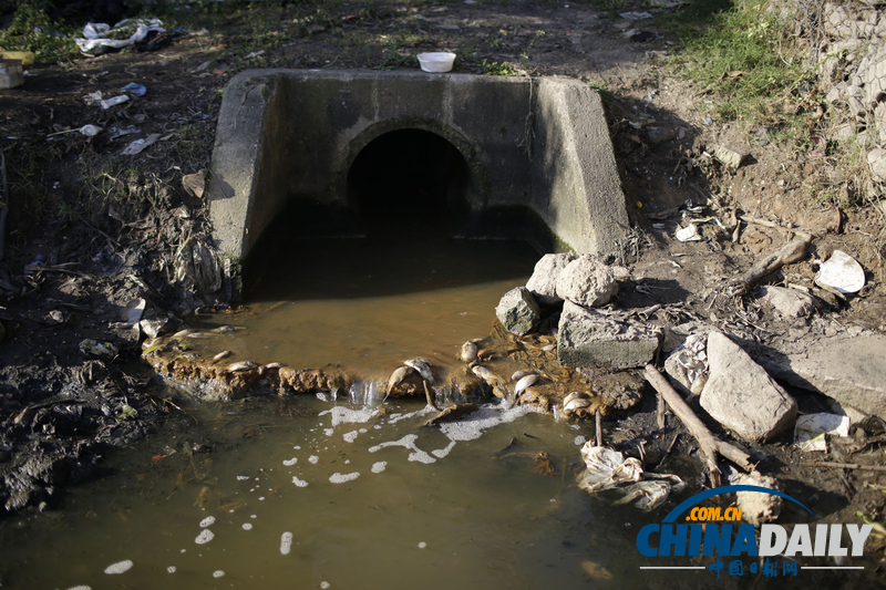 巴西奧林匹克公園附近發現10噸死魚 疑水污染所致（組圖）