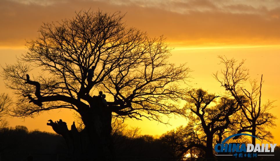 英國森林攝影大賽佳作精彩無限 仿佛帶你走入世外桃源