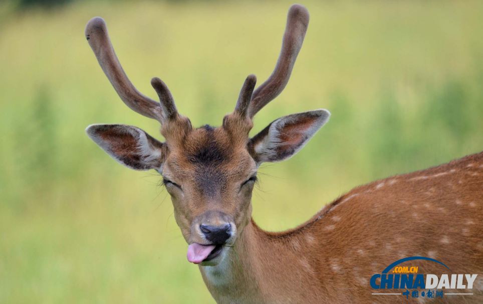 英國森林?jǐn)z影大賽佳作精彩無限 仿佛帶你走入世外桃源