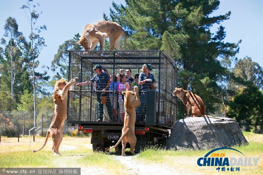 新西蘭動物園創意大逆轉 游客進籠“示眾”獅群好奇圍觀