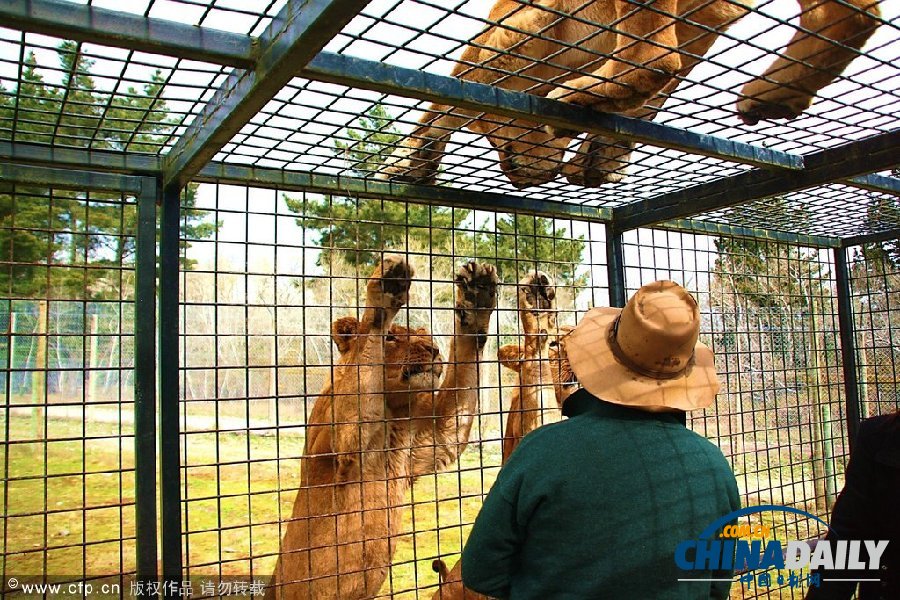 新西蘭動物園創意大逆轉 游客進籠“示眾”獅群好奇圍觀