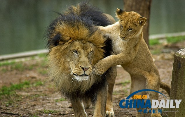小獅子死纏老爸同玩耍惹“獅吼” 頑皮萌態惹人愛（組圖）