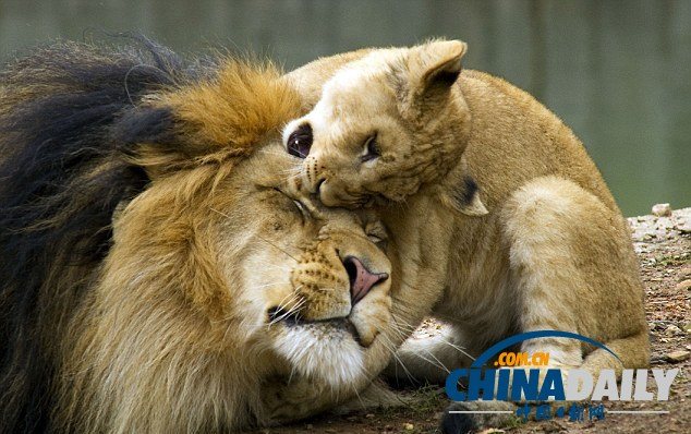 小獅子死纏老爸同玩耍惹“獅吼” 頑皮萌態惹人愛（組圖）