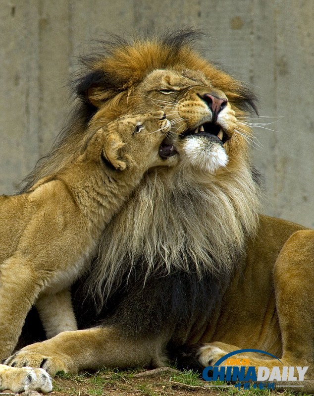 小獅子死纏老爸同玩耍惹“獅吼” 頑皮萌態惹人愛（組圖）