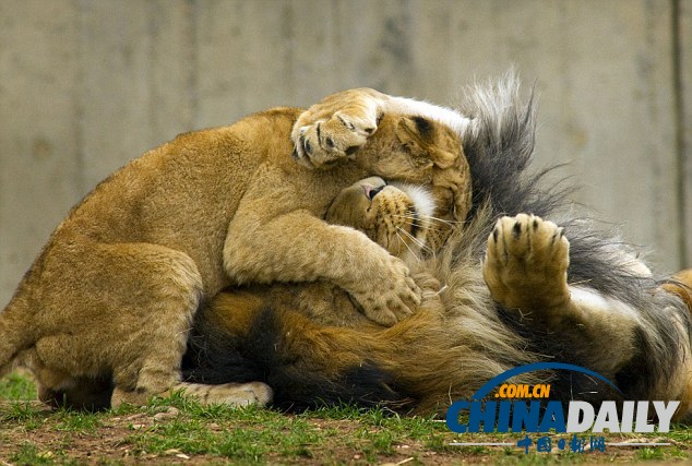 小獅子死纏老爸同玩耍惹“獅吼” 頑皮萌態惹人愛（組圖）