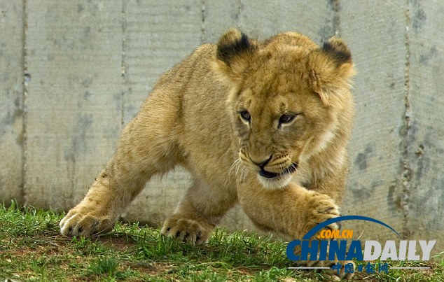 小獅子死纏老爸同玩耍惹“獅吼” 頑皮萌態(tài)惹人愛（組圖）