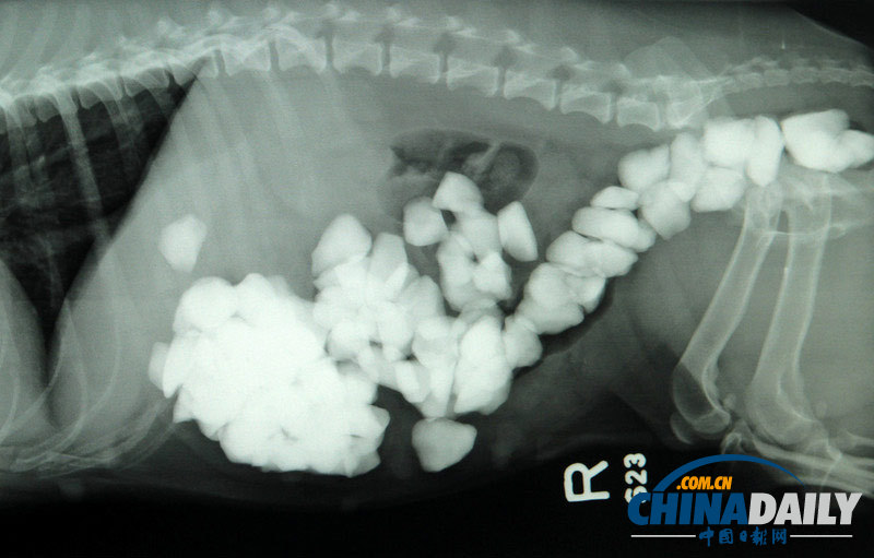 英國貪吃狗狗吞下80塊石子險喪命(組圖)