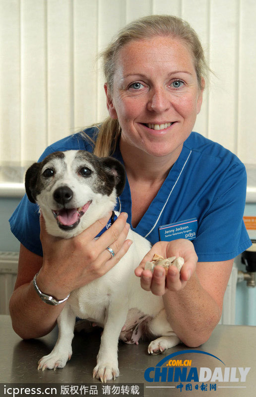 英國貪吃狗狗吞下80塊石子險(xiǎn)喪命（組圖）