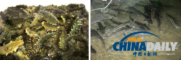 金正恩視察養(yǎng)魚場(chǎng) 要求大量生產(chǎn)鱘魚等供應(yīng)國(guó)際市場(chǎng)（組圖）