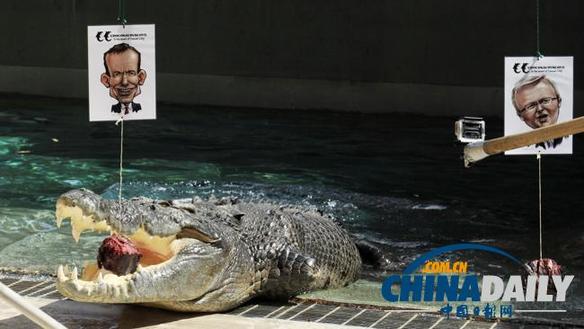 澳大利亞人用“通靈鱷魚”預測大選結果：陸克文敗北