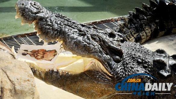 澳大利亞人用“通靈鱷魚”預測大選結果:陸克文敗北