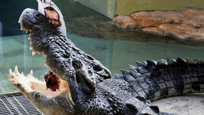 澳大利亞“通靈鱷魚”預(yù)測大選：陸克文敗北