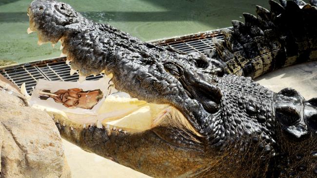 澳大利亞“通靈鱷魚”預測大選:陸克文敗北