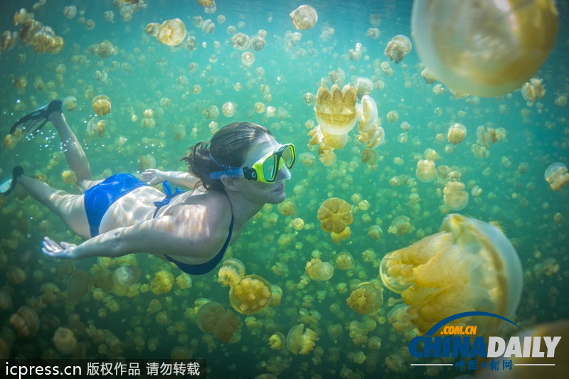 比基尼美女與水母同游 夢幻場景亦幻亦真 <BR>