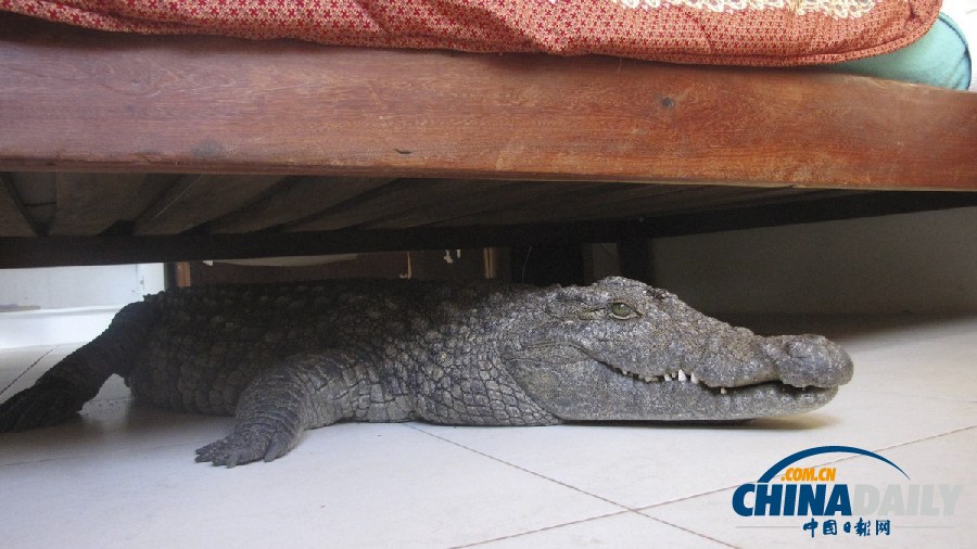 津巴布韋鱷魚潛入民居 藏身床下一夜未被發現