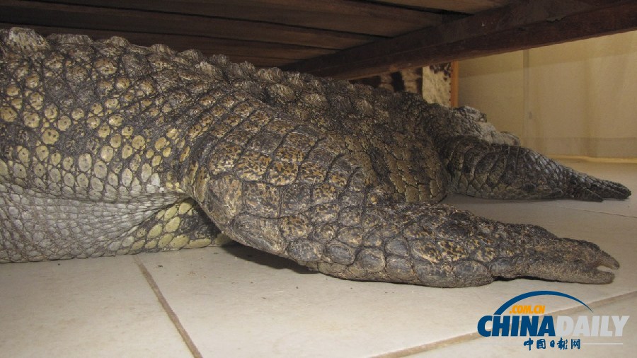 津巴布韋鱷魚潛入民居 藏身床下一夜未被發現