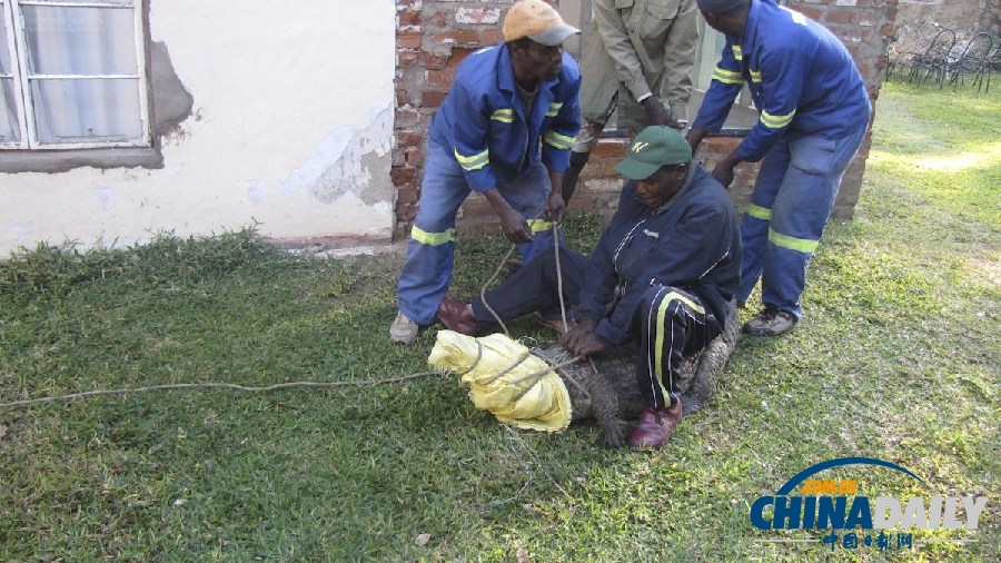 津巴布韋鱷魚潛入民居 藏身床下一夜未被發現