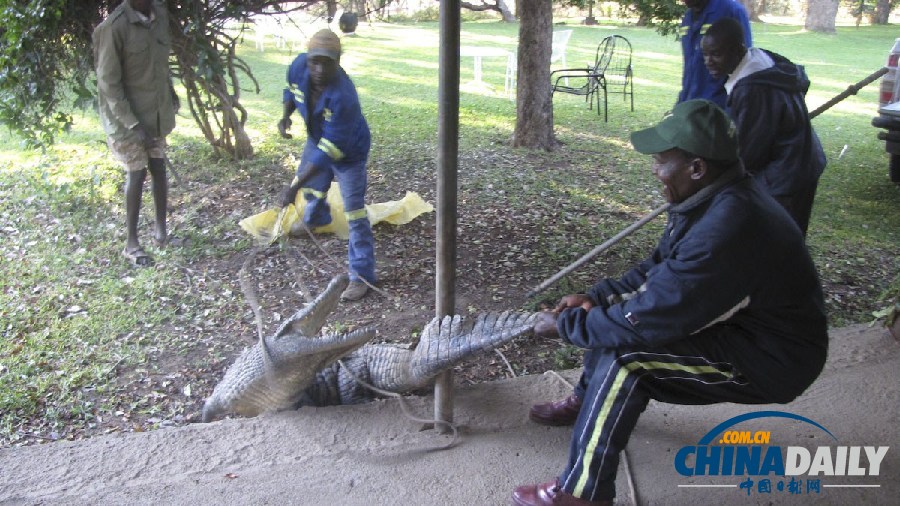 津巴布韋鱷魚潛入民居 藏身床下一夜未被發(fā)現(xiàn)