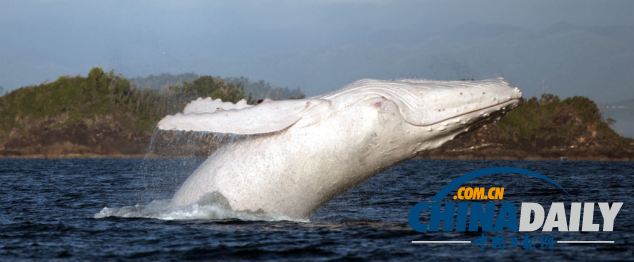 罕見白色座頭鯨現身澳大利亞海濱（組圖）
