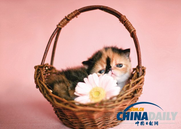 “世界第一萌貓”躥紅網絡 臥在杯中小巧可愛