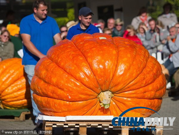 德國南瓜大賽舉行 巨型“瓜王”驚呆小伙伴