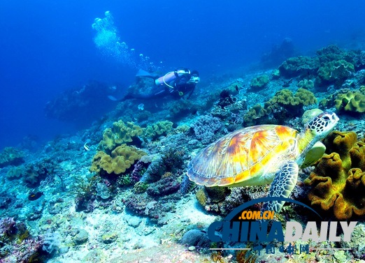 玩在印尼:巴厘島潛水傻瓜指南(組圖)